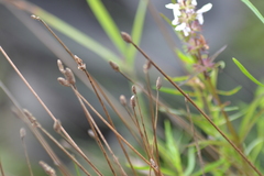 Eleocharis tricostata