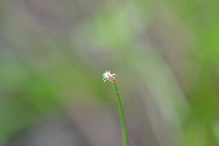 Eleocharis tricostata