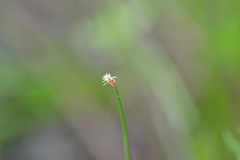 Eleocharis tricostata