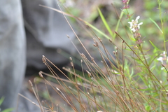 Eleocharis tricostata
