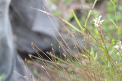 Eleocharis tricostata