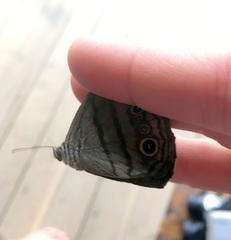 Megeuptychia antonoe