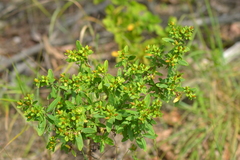 Hypericum swinkianum