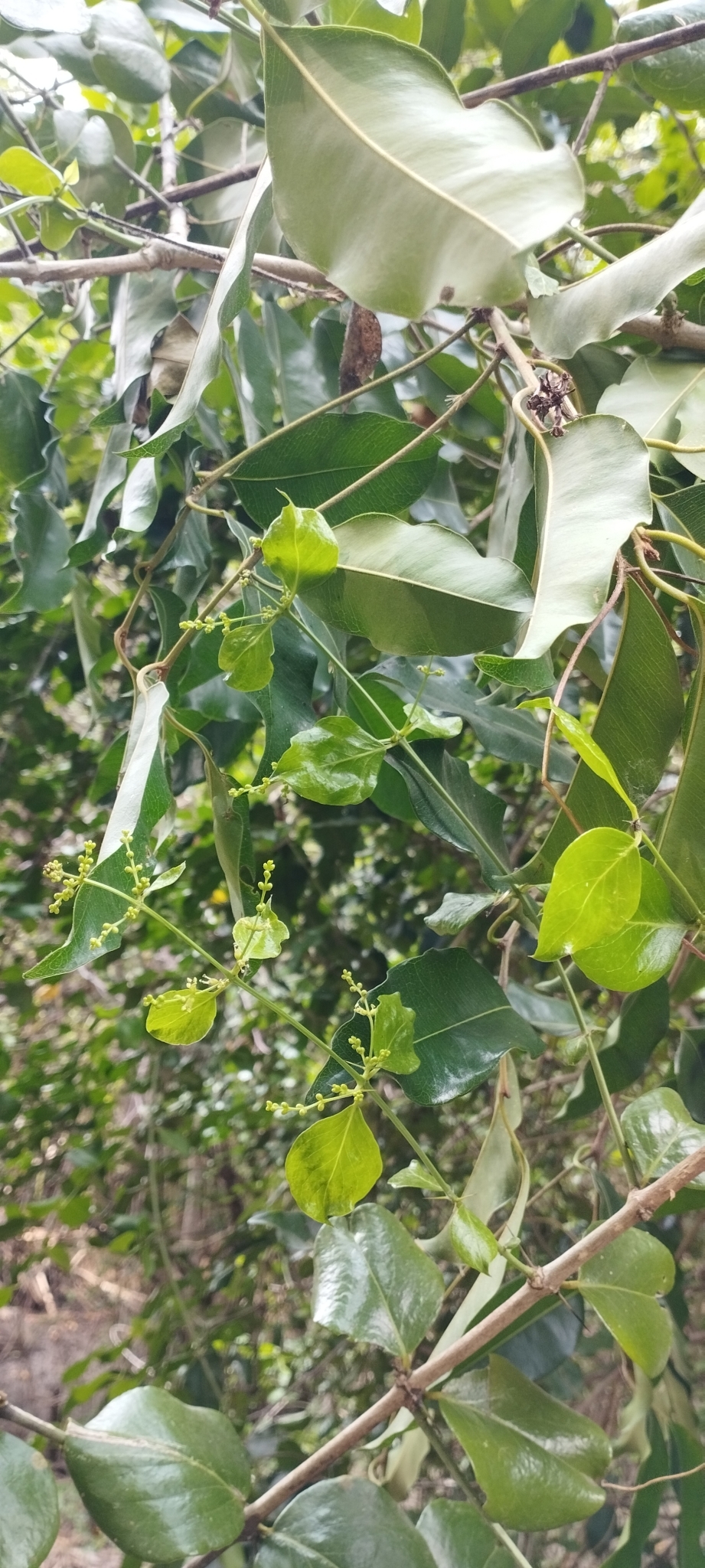 Sageretia thea — ảnh 3