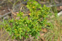 Hypericum swinkianum