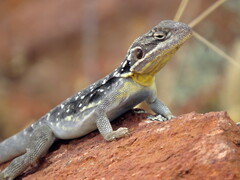 Peninsula Crevice-Dragon photo 4