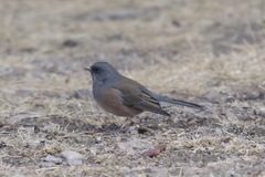 Junco hyemalis mearnsi