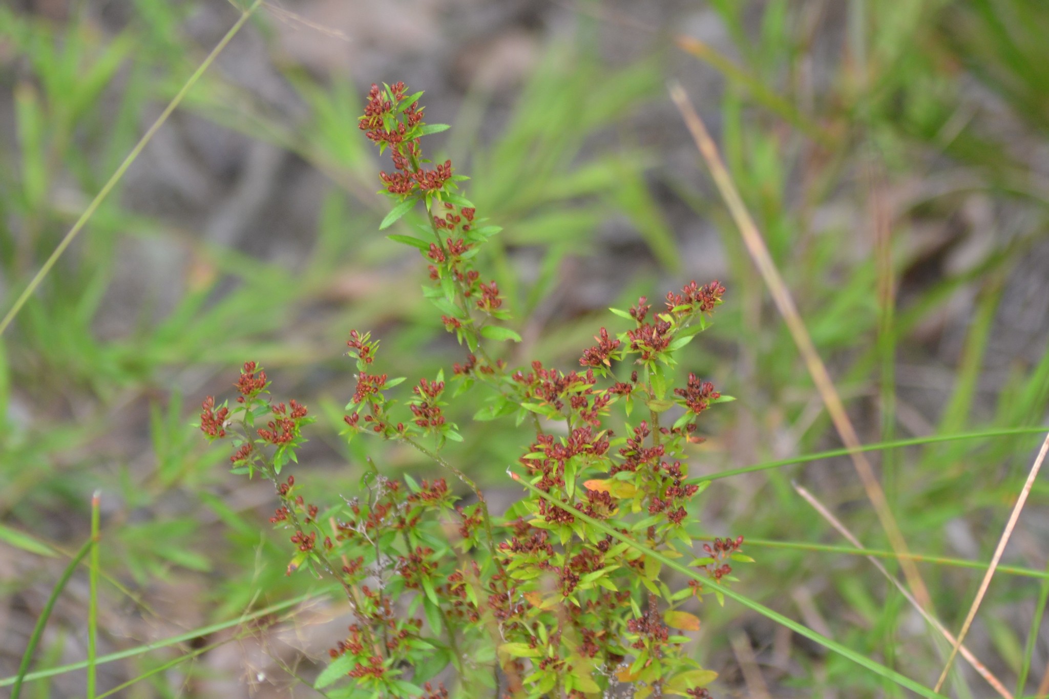 Lechea minor