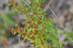 Lechea minor