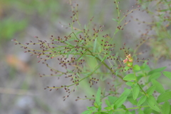 Lechea pulchella