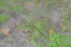 Lechea pulchella