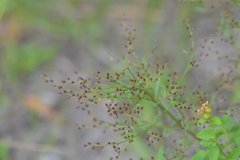 Lechea pulchella
