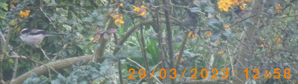 British Long-tailed Tit from Harrow, UK on March 29, 2023 at 12:58 PM ...