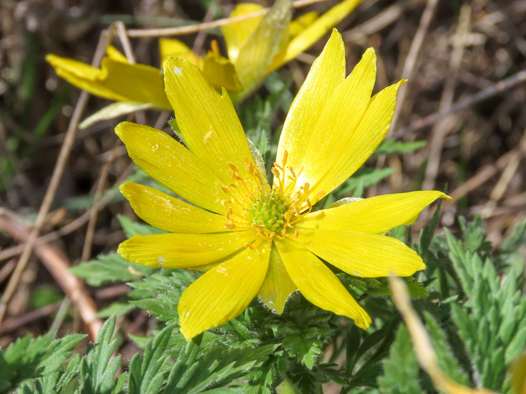 Adonis fucensis