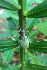 Celebia