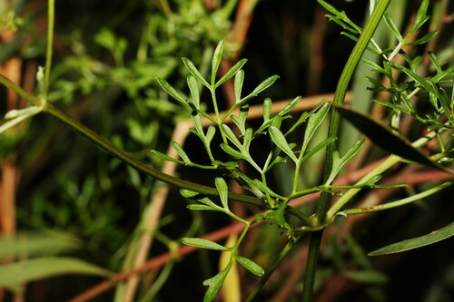 Image of Clematis leptophylla by (c) Greg Tasney, some rights reserved (CC BY-SA)