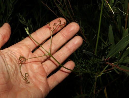 Image of Clematis leptophylla by (c) Greg Tasney, some rights reserved (CC BY-SA)