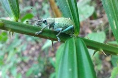 Celebia