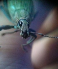 Celebia