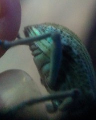 Celebia