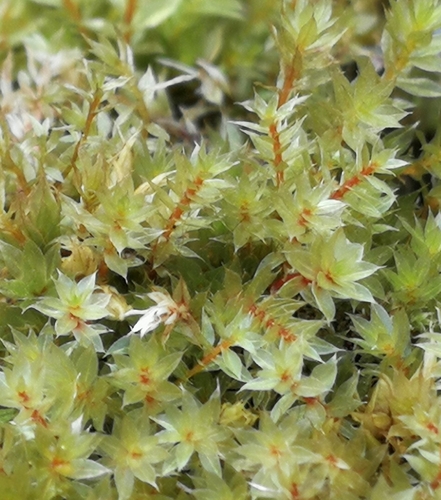 prútnik hviezdovitý (Ptychostomum pseudotriquetrum)