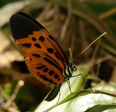 Heliconiini