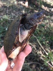 Sternotherus minor