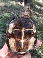 Sternotherus minor