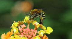Anthophora paranensis
