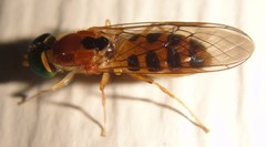 Sargus elegans