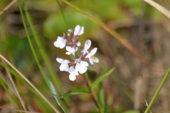 Stachys hyssopifolia