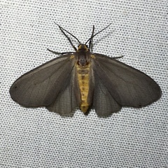 Pagara simplex
