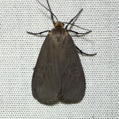 Pagara simplex