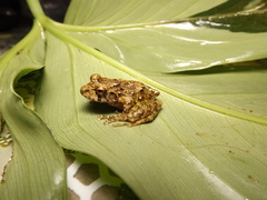 San Martin Robber Frog photo 2