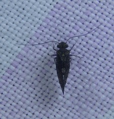 Nimbopsocus australis