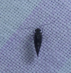 Nimbopsocus australis