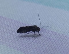 Nimbopsocus australis