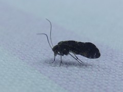 Nimbopsocus australis