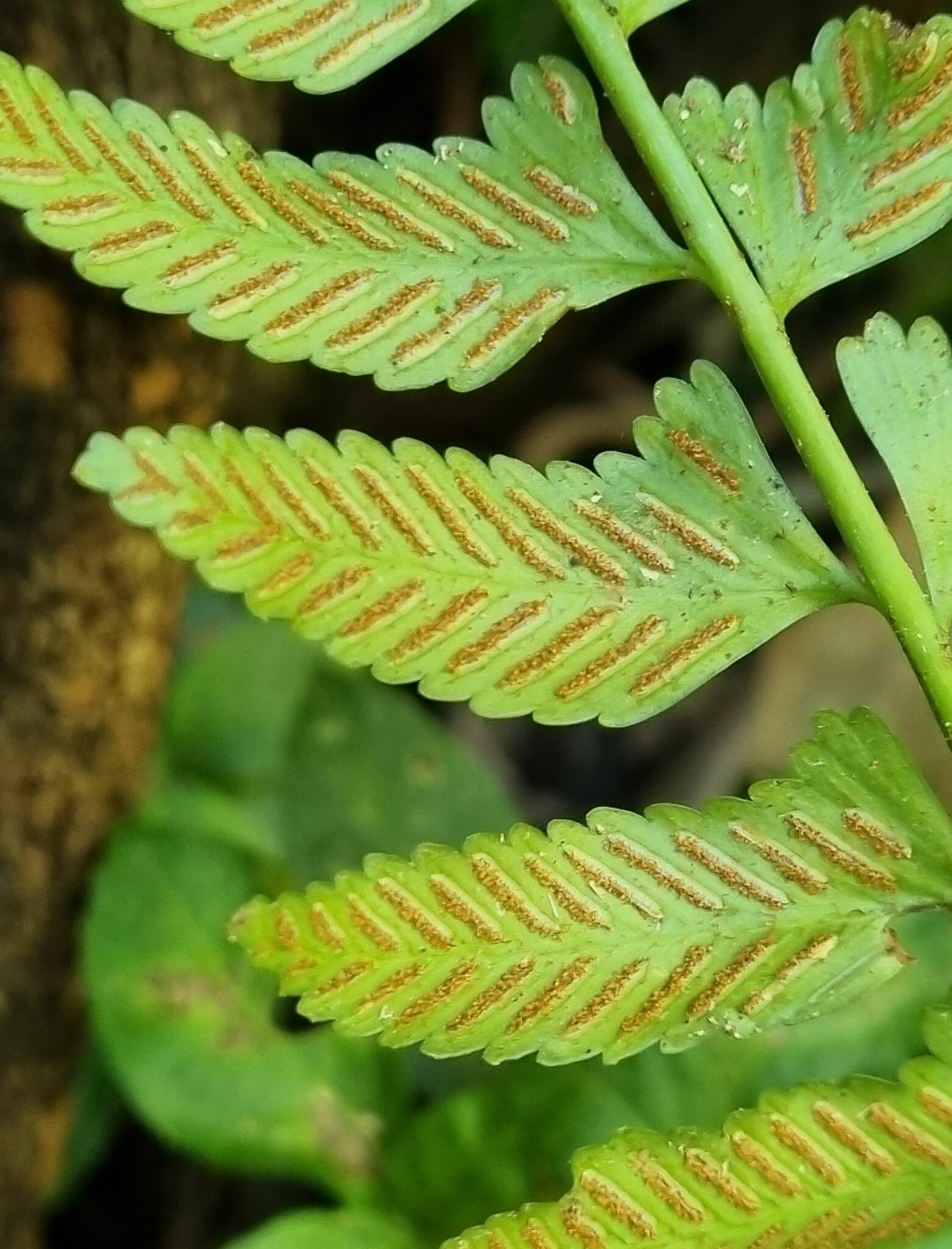Asplenium tenerum — ảnh 2