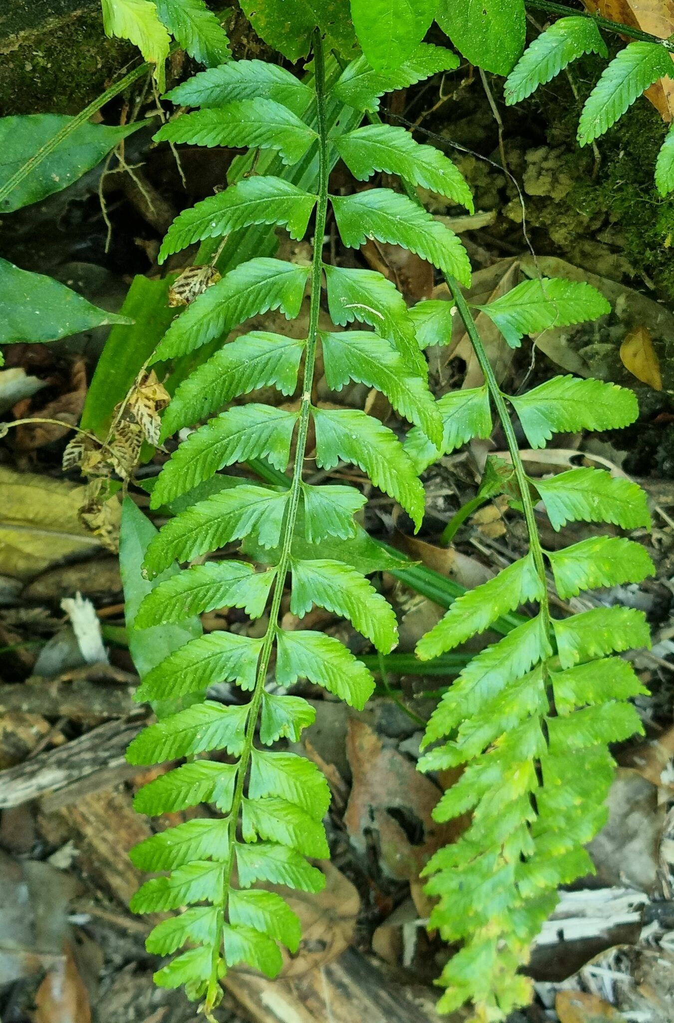 Asplenium tenerum (Asplenium tenerum)