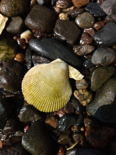 Mimachlamys varia nivea
