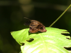 Achlyodes busirus