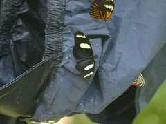 Heliconiini