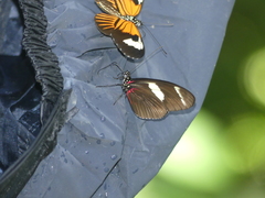 Heliconiini