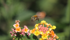 Anthophora paranensis