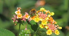 Anthophora paranensis