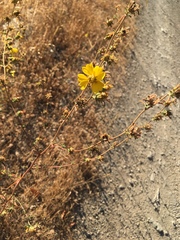 Calycadenia truncata