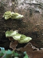 Trichaptum abietinum image