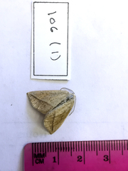 Lychnosea intermicata