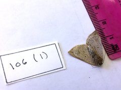 Lychnosea intermicata